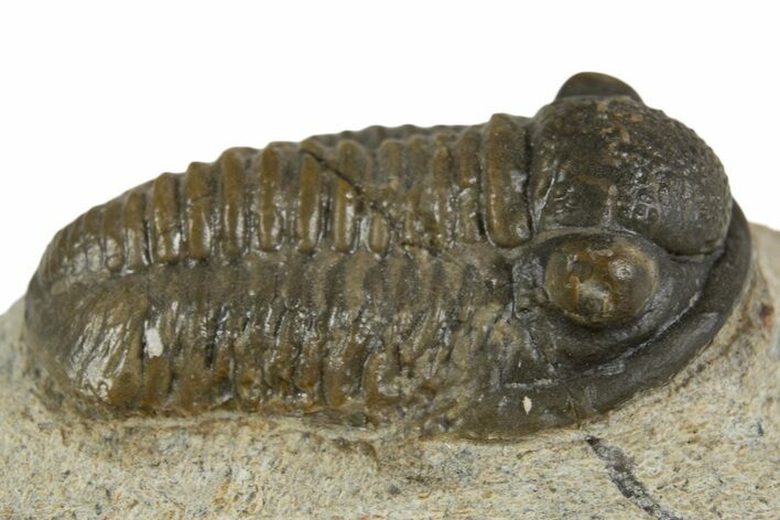 Detailed Proetid (Gerastos) Trilobite Fossil - Morocco #340253